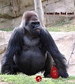 Click image for larger version

Name:	gorilla red bag &amp;amp; swivel.jpg
Views:	542
Size:	104.7 KB
ID:	91551
