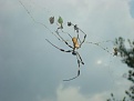 Orb Weaver Spider - Ginny Springs