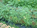 Click image for larger version

Name:	GARDEN halfJUNE2.jpg
Views:	453
Size:	336.5 KB
ID:	87418