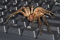 Click image for larger version

Name:	Aussie bug1.jpg
Views:	429
Size:	122.1 KB
ID:	87580