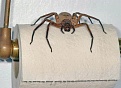 Click image for larger version

Name:	Aussie bug2.jpg
Views:	431
Size:	63.6 KB
ID:	87581