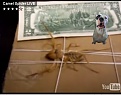 Click image for larger version

Name:	Spiderdog.jpg
Views:	343
Size:	43.8 KB
ID:	87583