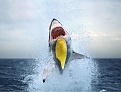 Click image for larger version

Name:	baggershark.jpg
Views:	378
Size:	106.1 KB
ID:	87630