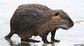 Click image for larger version

Name:	Nutria.jpg
Views:	424
Size:	151.1 KB
ID:	87941