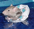 Click image for larger version

Name:	head-above-water.jpg
Views:	409
Size:	27.5 KB
ID:	88002