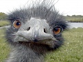 Click image for larger version

Name:	emu.jpg
Views:	355
Size:	77.4 KB
ID:	88248