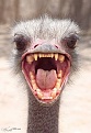 Click image for larger version

Name:	emu 2.jpg
Views:	377
Size:	22.1 KB
ID:	88249