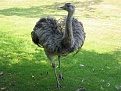 Click image for larger version

Name:	emu1654.jpg
Views:	368
Size:	203.8 KB
ID:	88251