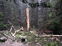 Click image for larger version

Name:	1024 lightning explodes tree.jpg
Views:	404
Size:	315.3 KB
ID:	88457