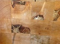 Click image for larger version

Name:	back 3.jpg
Views:	535
Size:	295.0 KB
ID:	88662