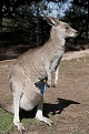 Click image for larger version

Name:	Kangaroo Bag 1.jpg
Views:	327
Size:	234.1 KB
ID:	88822