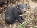 Click image for larger version

Name:	TasDevil.jpg
Views:	350
Size:	319.1 KB
ID:	88861