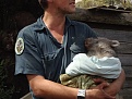 Click image for larger version

Name:	Wombat.jpg
Views:	356
Size:	257.7 KB
ID:	88862