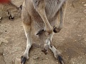 Click image for larger version

Name:	JoeyinPouch.jpg
Views:	345
Size:	304.5 KB
ID:	88863