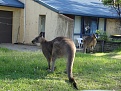 Click image for larger version

Name:	Roosyrd.jpg
Views:	333
Size:	302.4 KB
ID:	88890