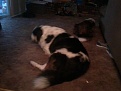 Click image for larger version

Name:	sampson.jpg
Views:	348
Size:	96.0 KB
ID:	88994