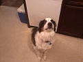 Click image for larger version

Name:	sampson1.jpg
Views:	332
Size:	105.1 KB
ID:	88995