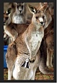 Click image for larger version

Name:	Kangaroo bags.jpg
Views:	430
Size:	61.5 KB
ID:	89315