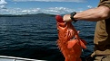 Click image for larger version

Name:	rock-fish.jpg
Views:	343
Size:	141.5 KB
ID:	91249