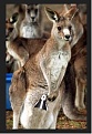 Click image for larger version

Name:	Kangaroo bags.jpg
Views:	593
Size:	61.5 KB
ID:	91362