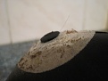 Click image for larger version

Name:	IMG_0898.JPG
Views:	385
Size:	65.2 KB
ID:	92581