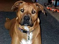 Click image for larger version

Name:	dog2.jpg
Views:	350
Size:	7.4 KB
ID:	92760