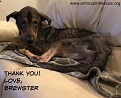 Click image for larger version

Name:	Brewster_0.jpg
Views:	298
Size:	50.7 KB
ID:	94621