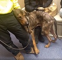 Click image for larger version

Name:	brewster_vet_1.jpg
Views:	303
Size:	91.5 KB
ID:	94622