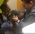 Click image for larger version

Name:	brewster_vet_3.jpg
Views:	297
Size:	72.7 KB
ID:	94624