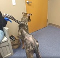 Click image for larger version

Name:	brewster_vet_7.jpg
Views:	299
Size:	74.5 KB
ID:	94628