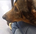 Click image for larger version

Name:	brewster_vet_9.jpg
Views:	298
Size:	83.4 KB
ID:	94630