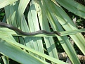 Black Racer  Juvenile