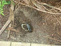Corn snake - Altamonte Springs
