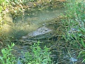Land Crab - New Smyrna Beach