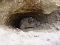 Gopher - Altamonte Springs