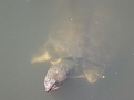 Snapper - Brandon
