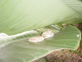 Tree Frog - Seffner