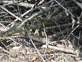 Vulture